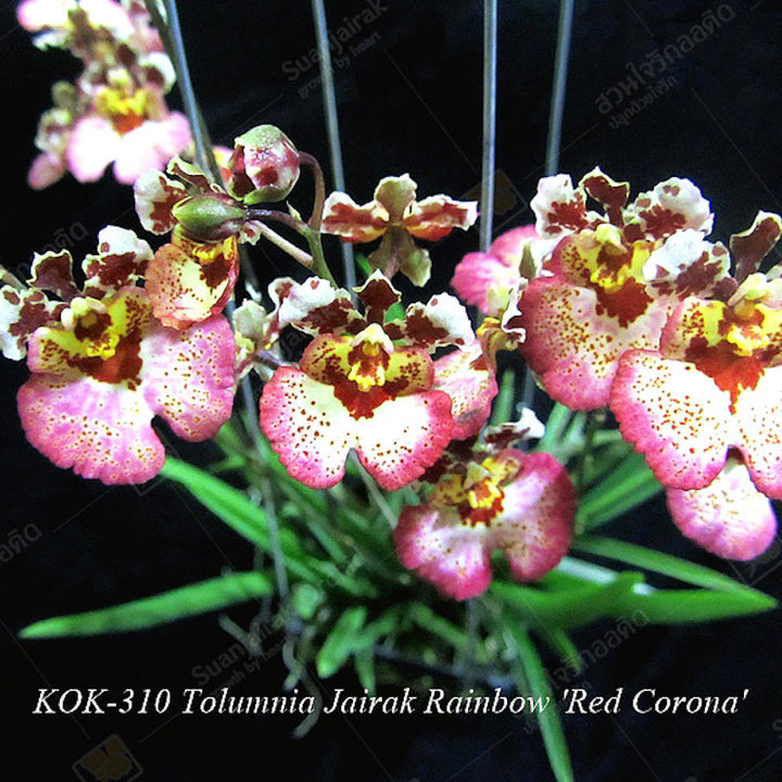 Tolumnia Jairak Rainbow 'Red Corona'