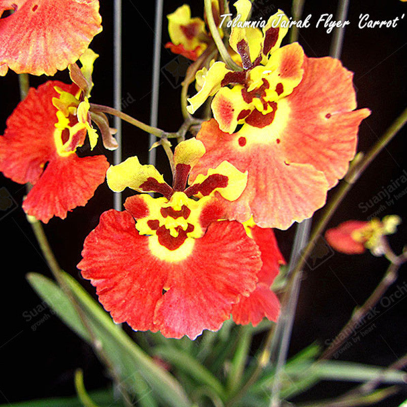 Tolumnia Jairak Flyer 'Carrot'