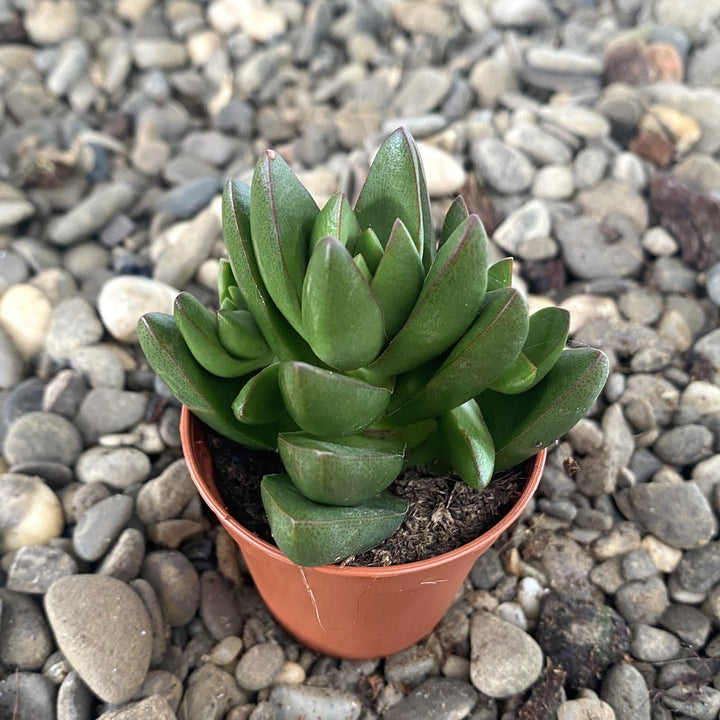 Crassula ben