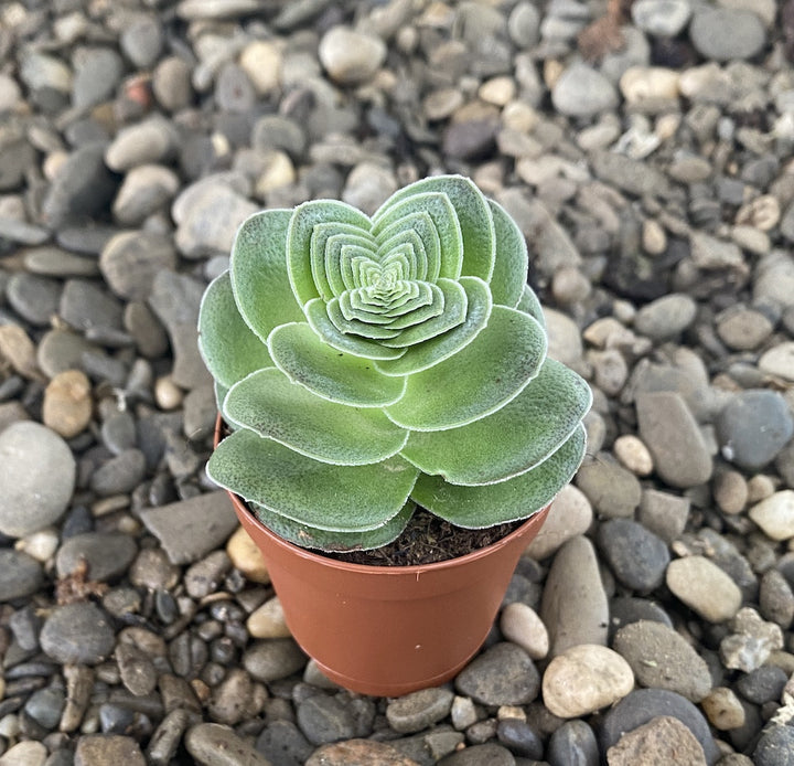 Crassula capitella var. turrita