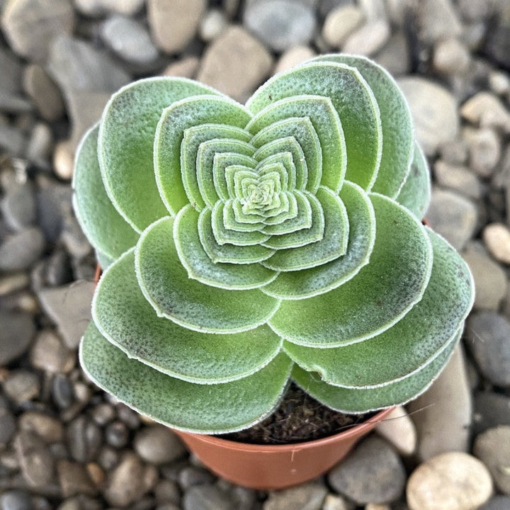 Crassula capitella var. turrita