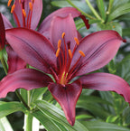 Bulbi de crini asiatici Lilium Mapira in ghiveci