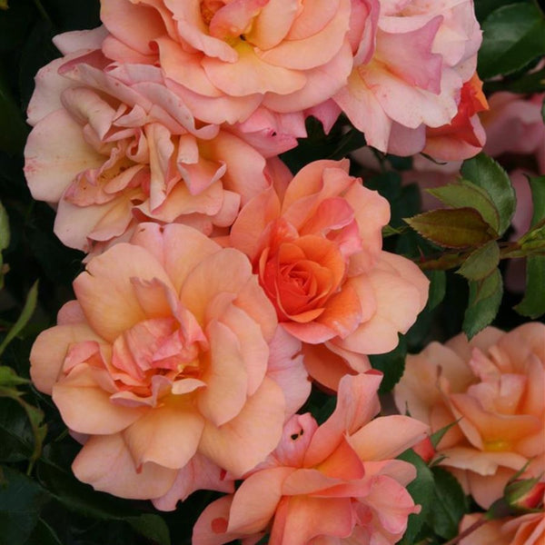 Rosa ‘Aprikola’® - Trandafir floribunda, nostalgie