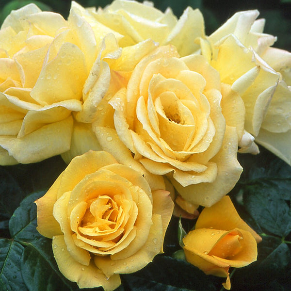 Rosa ‘Arthur Bell’® - trandafir floribunda, parfum intens