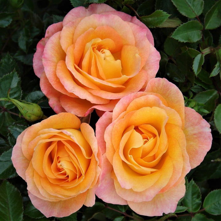 Rosa ‘Britannia’® - teahibrid, parfum intens