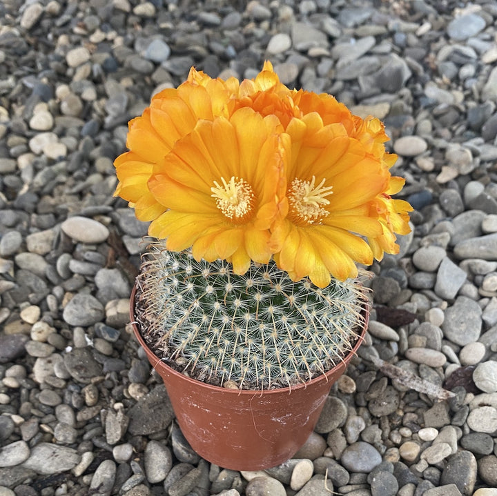 Parodia chrysacanthion 'Golden Powder Puff'