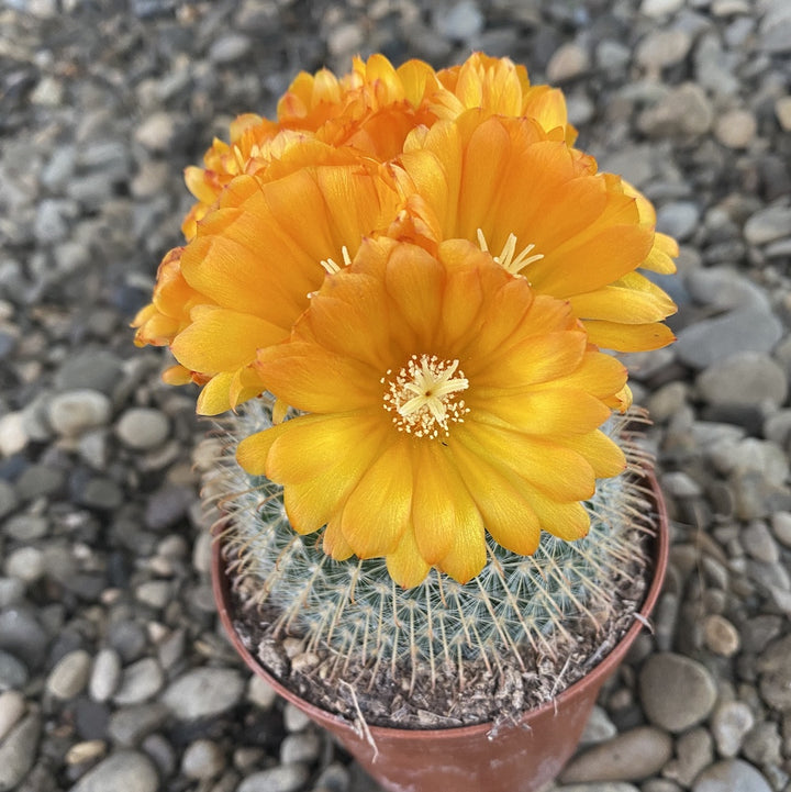 Parodia chrysacanthion 'Golden Powder Puff'