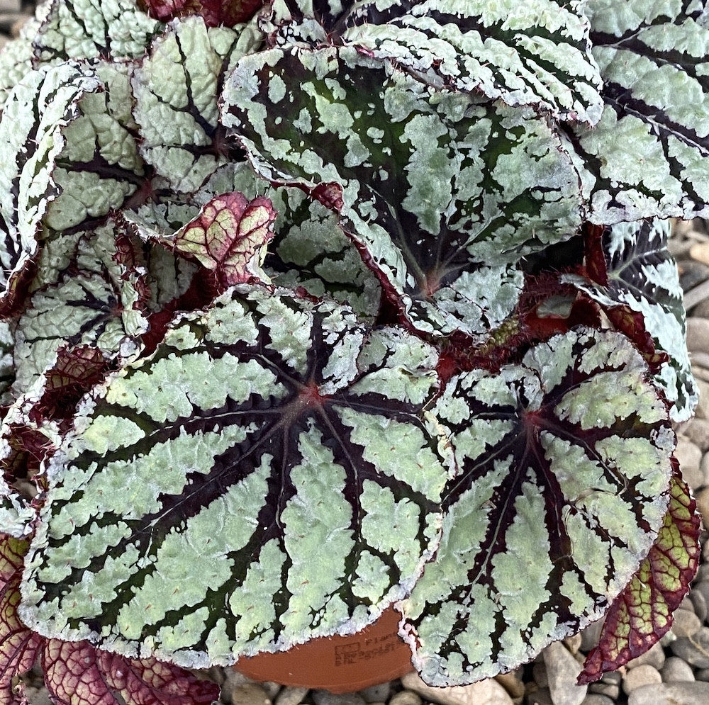 Begonia Fedor