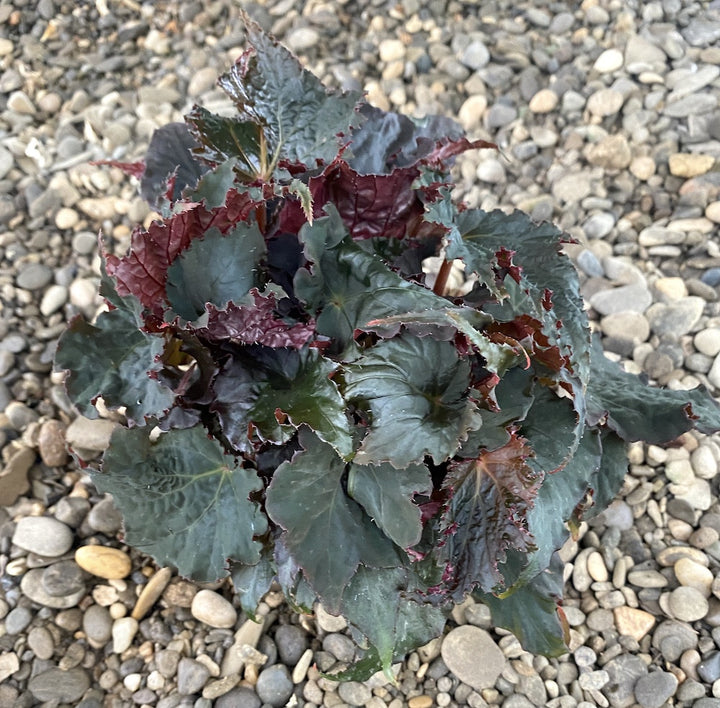 Begonia Royal Velour