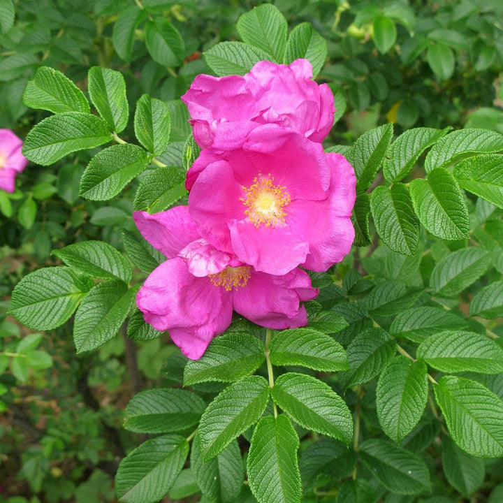 Rosa rugosa 'Rosa Zwerg’