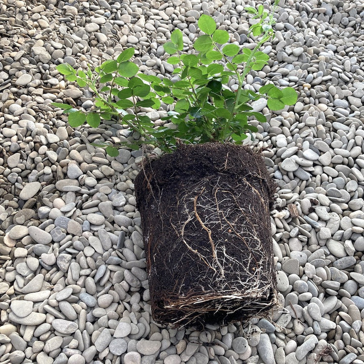 Rosa rugosa 'Schneekoppe'