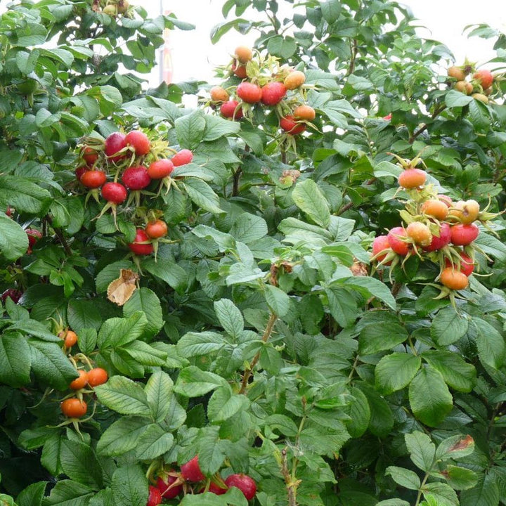 Rosa rugosa 'Schneekoppe'