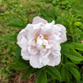 Rosa rugosa 'Schneekoppe'