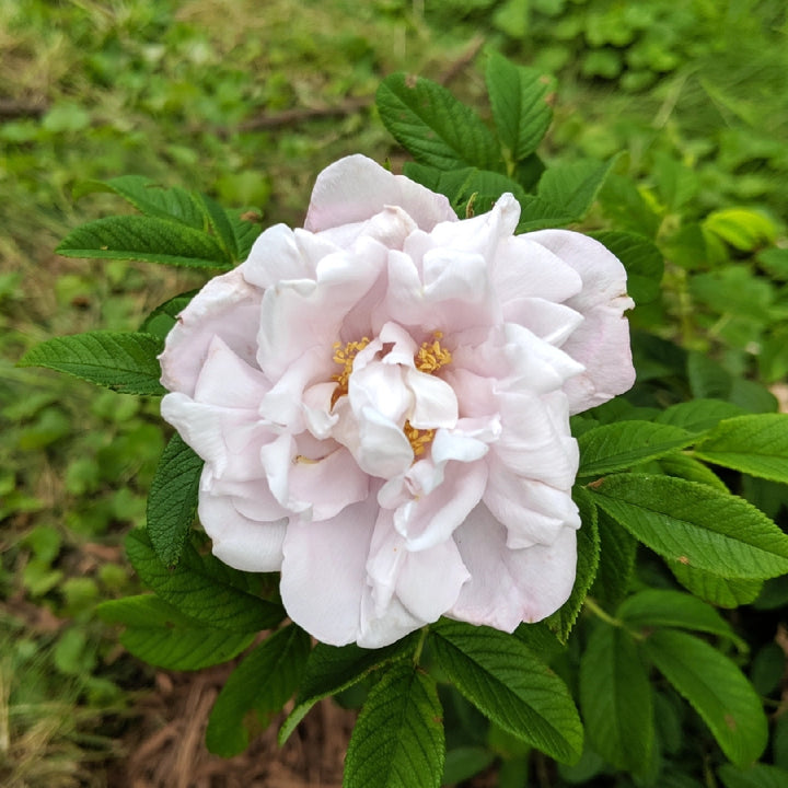 Rosa rugosa 'Schneekoppe'