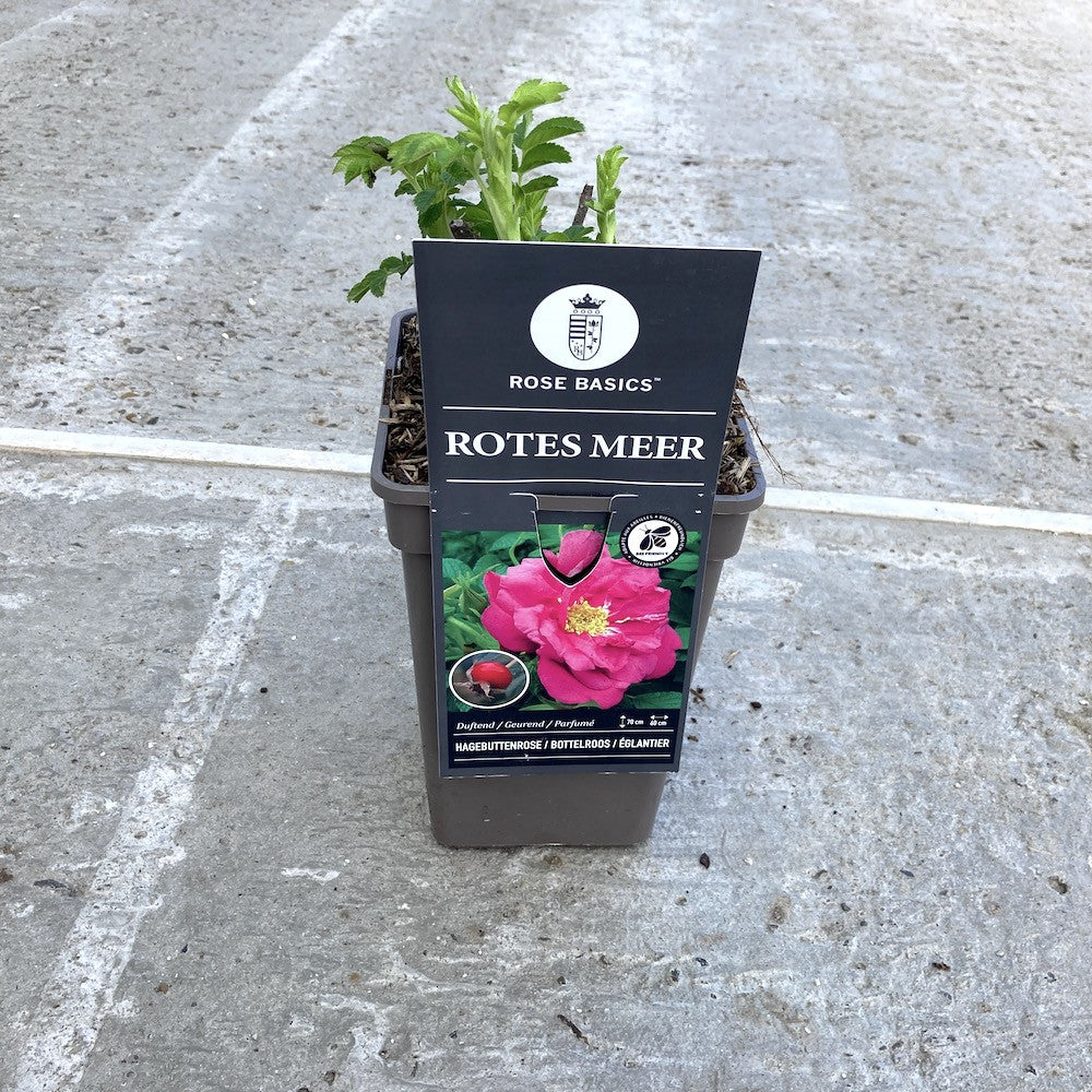 Rosa rugosa 'Rotes Meer' - flori foarte parfumate