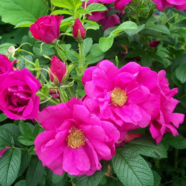 Rosa rugosa 'Rotes Meer' - flori foarte parfumate