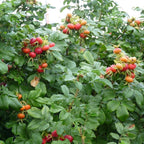 Rosa rugosa 'Rosa Zwerg’