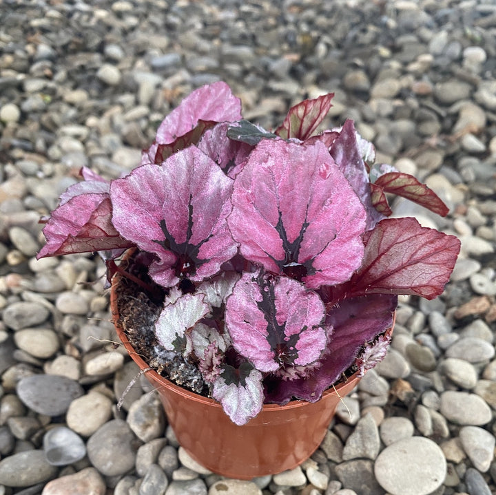 Begonia rex 'Ideal Red Heart' mini