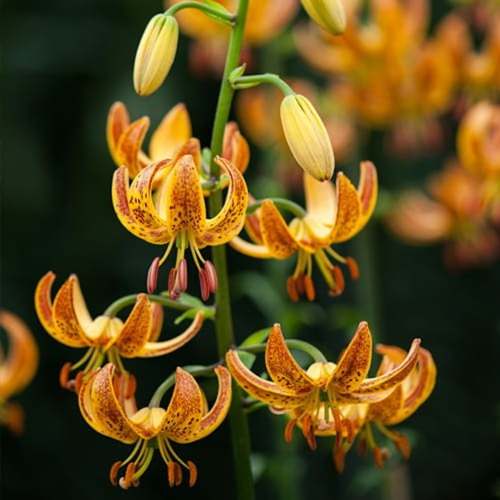 Lilium 'Sunny Morning' - Crini Martagon de gradina