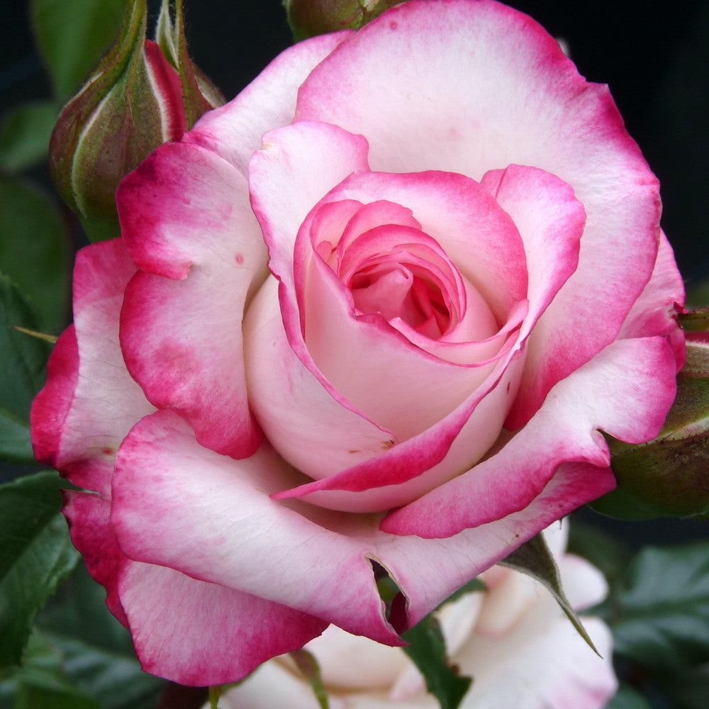 Rosa ‘Laminuette’® - Trandafir floribunda, parfumat – Secret Garden ...