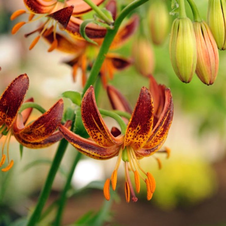 Lilium 'Arabian Knight'  - Crini Martagon de gradina