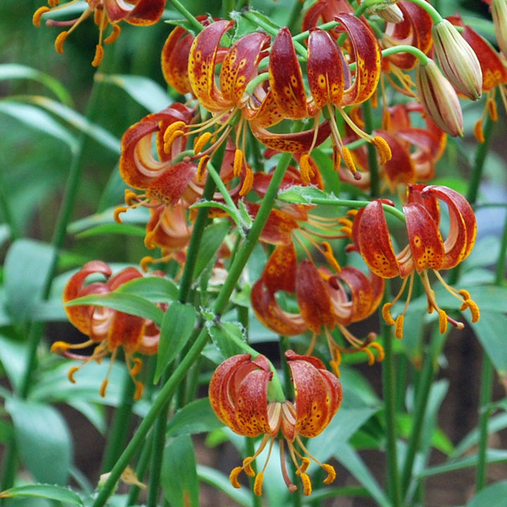 Lilium 'Arabian Knight'  - Crini Martagon de gradina