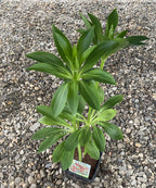 Lilium 'Arabian Knight'  - Crini Martagon de gradina