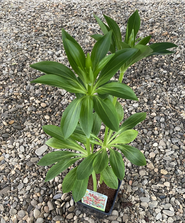 Lilium 'Arabian Knight'  - Crini Martagon de gradina