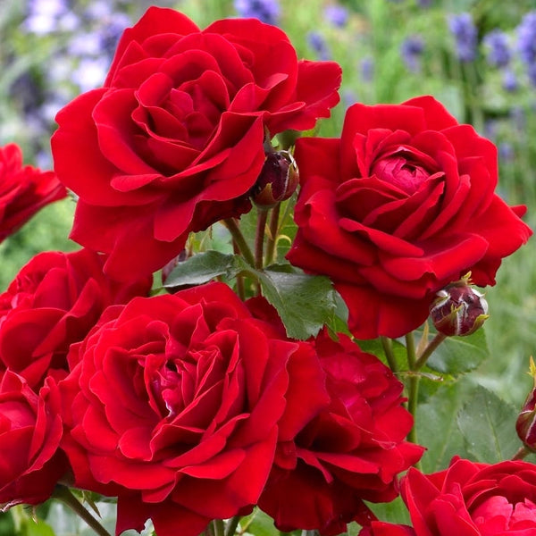 Rosa ‘Nina Weibull’® - floribunda, parfumat