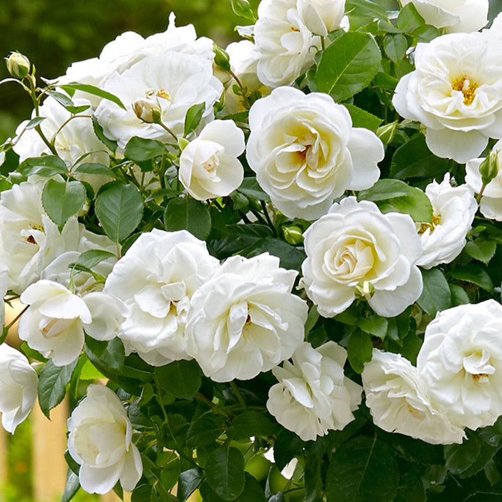 Rosa ‘Ville de Roeulx’® - floribunda, infloriri abundente