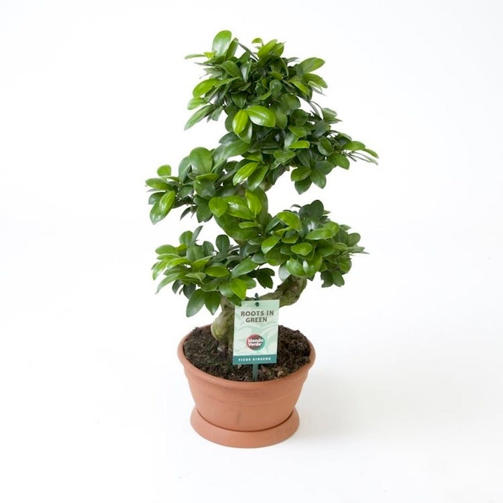 Bonsai Ginseng in forma S H50 cm (farfurie plastic inclusa)