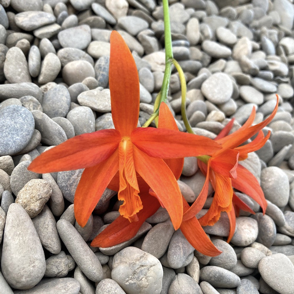 Cattleya cinnabarina