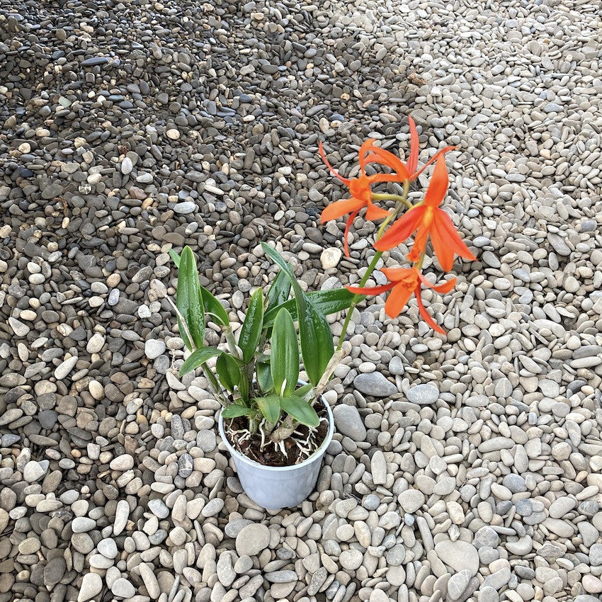 Cattleya cinnabarina