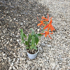 Cattleya cinnabarina