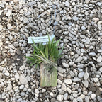 Tolumnia Jairak Firm 'Mocha Spots'