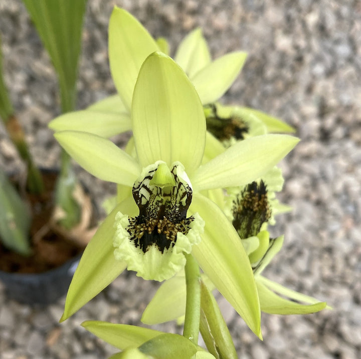 Orhidee Coelogyne pandurata