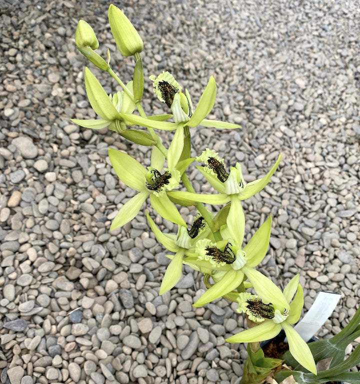 Orhidee Coelogyne pandurata