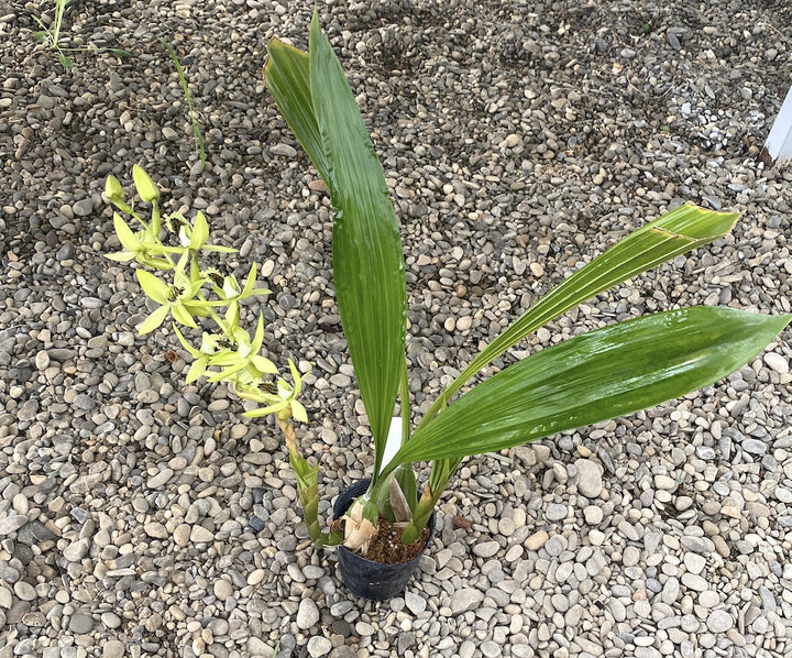 Orhidee Coelogyne pandurata