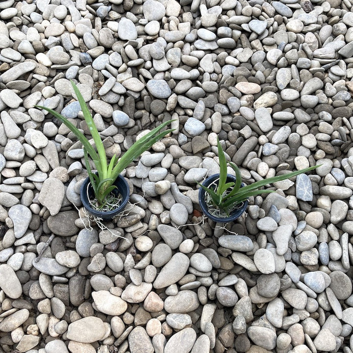 Tolumnia Jairak Firm 'Super Brown'