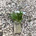 Tolumnia Jairak Flyer 'Carrot'