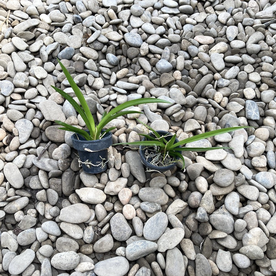 Tolumnia Jairak Flyer 'Gules'