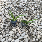 Tolumnia Jairak Flyer 'Gules'