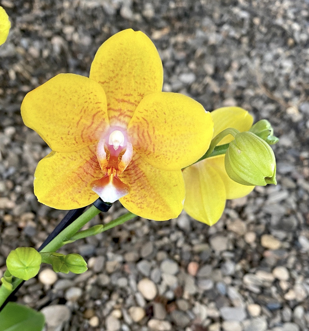 Phalaenopsis PF1193  *flori parfumate
