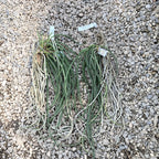 Paraphadenia Juraj Kojs (Paraphalaenopsis labukensis X Seidenfadenia mitrata)