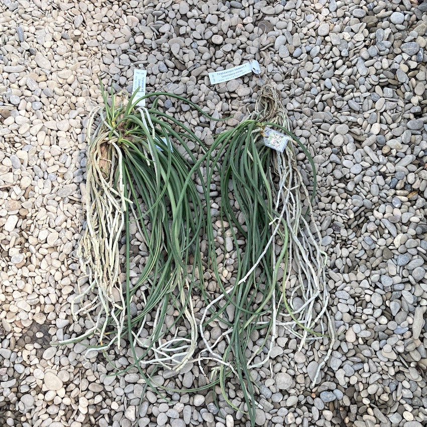 Paraphadenia Juraj Kojs (Paraphalaenopsis labukensis X Seidenfadenia mitrata)