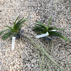 Vandachostylis Lilac Blossom (Rhy. coelestis × V. ampullacea)