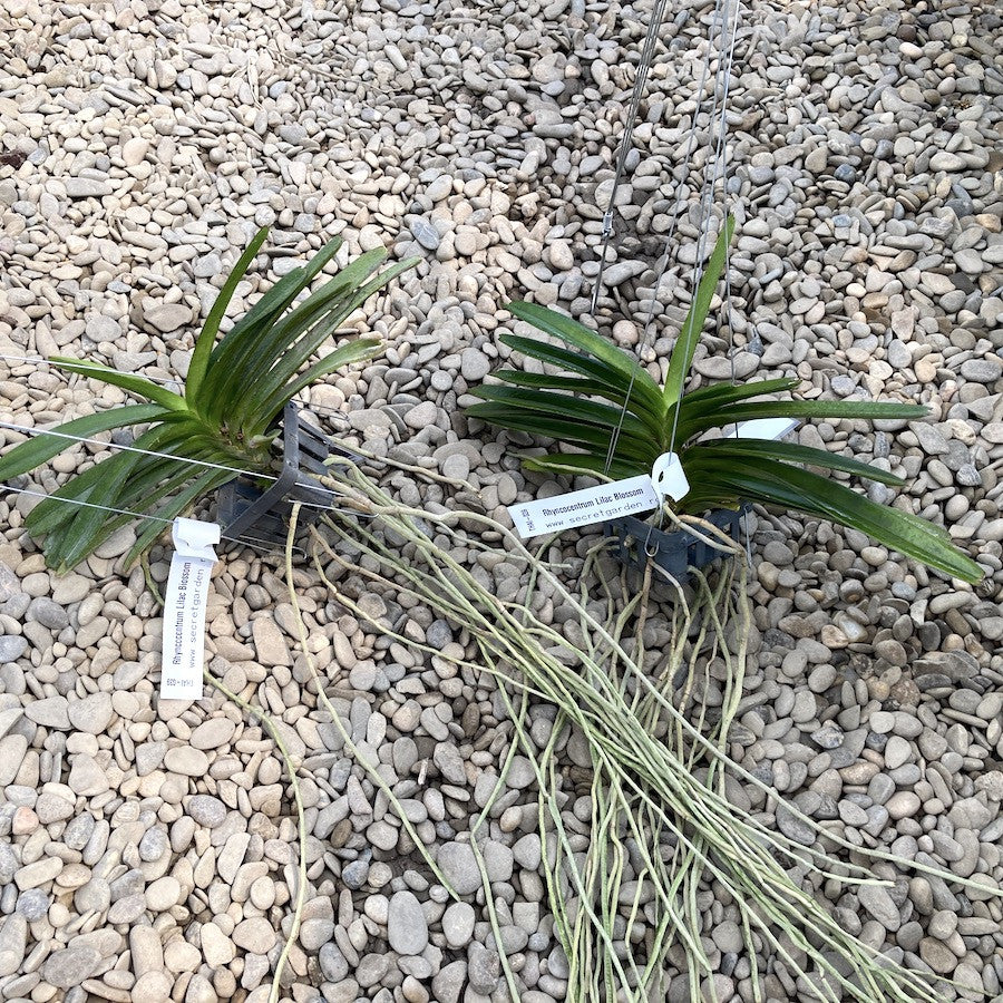 Vandachostylis Lilac Blossom (Rhy. coelestis × V. ampullacea)