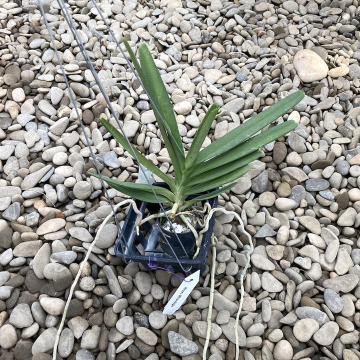 Ascocentrum ampullaceum 'Alba'