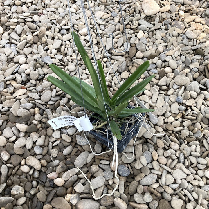 Ascocentrum ampullaceum 'Alba'