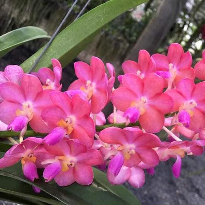 Perreiraara Rapeepath 'Pink' (Perr. Bangkok Sunset × Van. Pine Rivers)